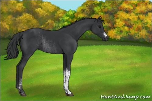 Horse Color:Black Rabicano 