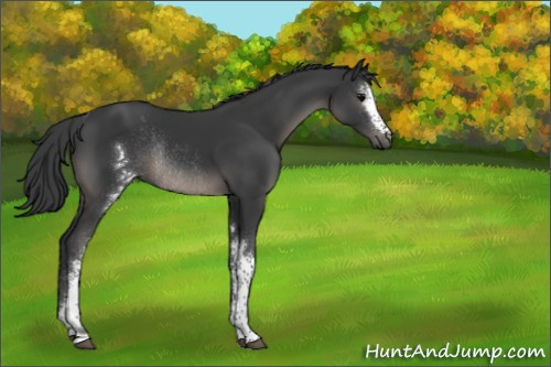 Horse Color:White Spotted Black Rabicano 