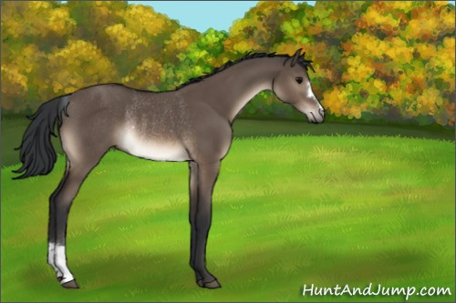 Horse Color:Brown Dun Rabicano 