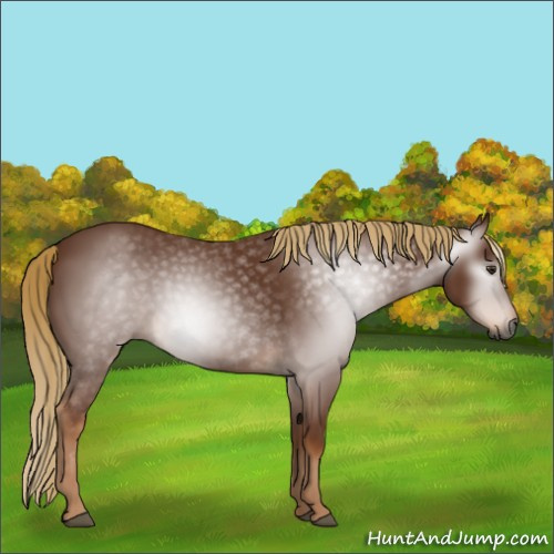 Horse Color:Gray Chestnut