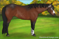 Horse Color:Gray Bay 