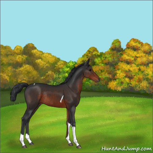 Horse Color:Brown Tobiano Rabicano 