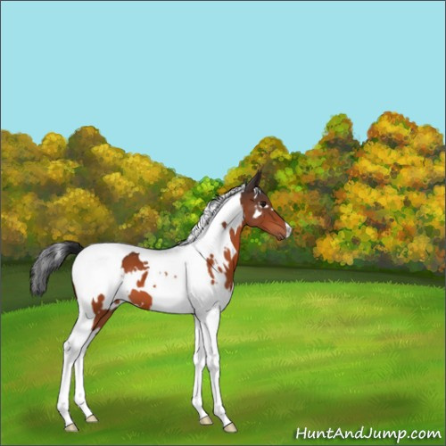 Horse Color:White Spotted Bay Tobiano 