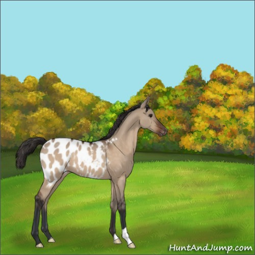 Horse Color:Brown Dun Appaloosa 