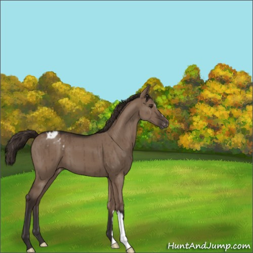 Horse Color:Liver Red Dun Appaloosa Brindle 