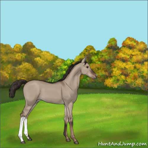 Horse Color:Liver Red Dun 