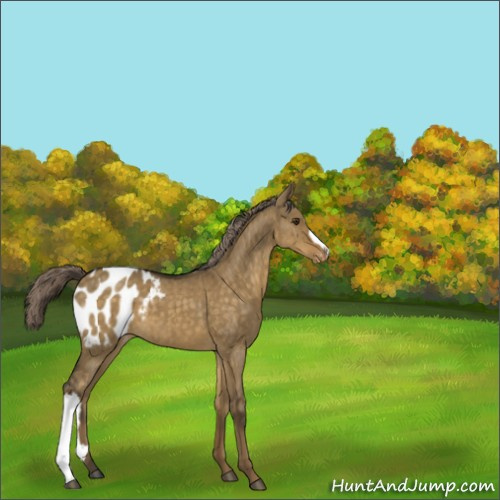 Horse Color:Chocolate Palomino Dun Appaloosa Brindle 