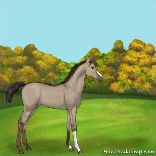 Horse Color:Liver Red Dun 