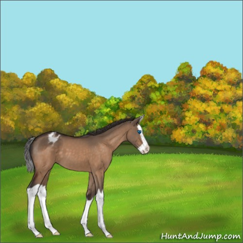 Horse Color:Brown Dun Splash Appaloosa 