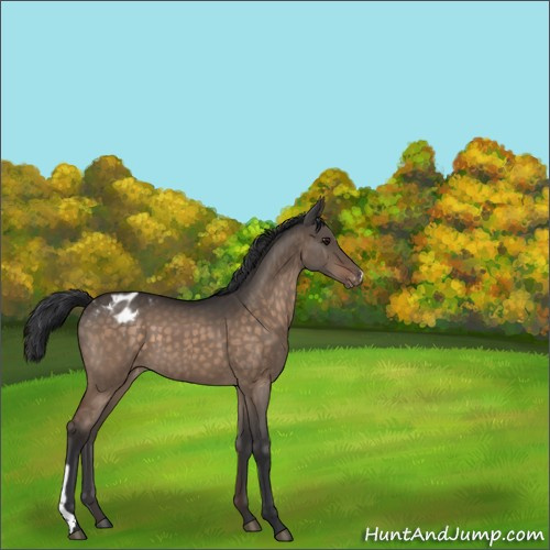 Horse Color:Brown Dun Appaloosa 