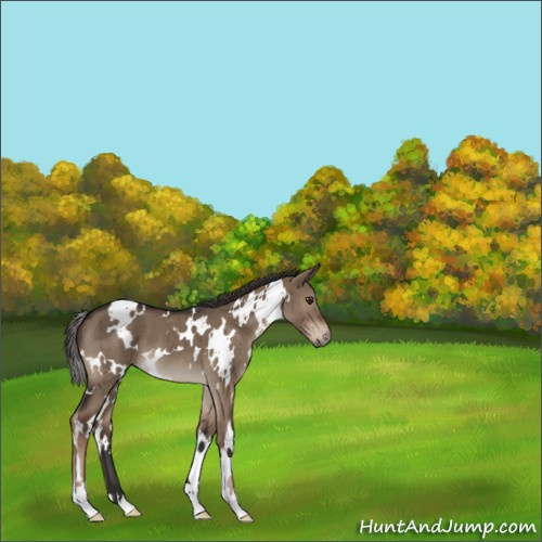 Horse Color:White Spotted Liver Red Dun Brindle 