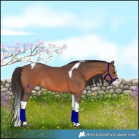 Horse Color:Brown Sabino Splash Tobiano