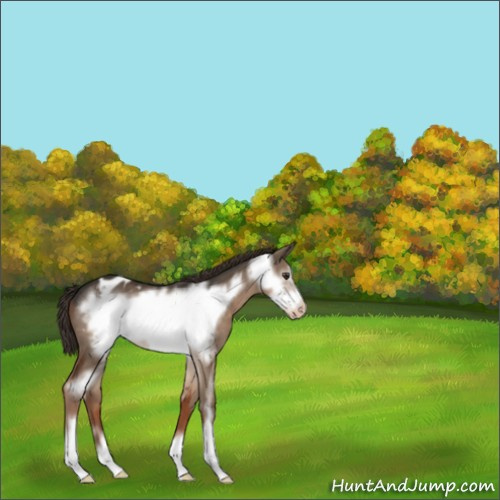 Horse Color:Liver Red Dun Sabino Frame Appaloosa 