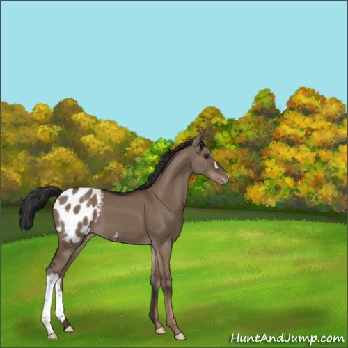 Horse Color:Liver Red Dun Appaloosa 