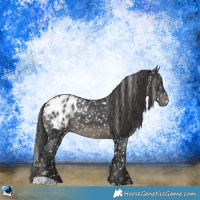 Horse Color:Black Appaloosa 