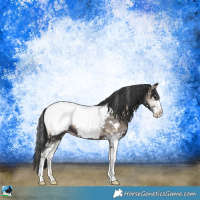 Horse Color:Blue Onyx Sabino Appaloosa 