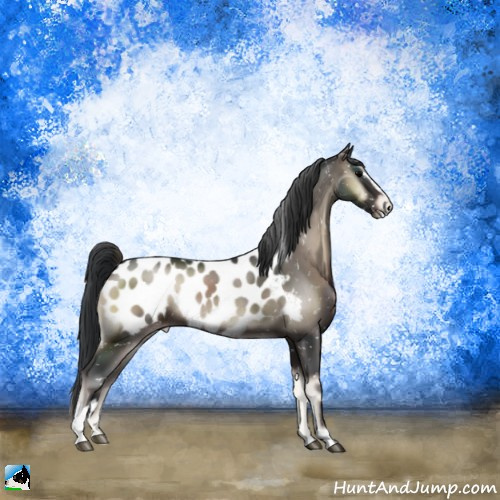 Horse Color:Blue Onyx Sabino Appaloosa Rabicano 