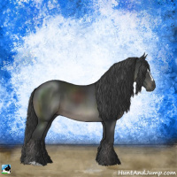 Horse Color:Black Sabino 