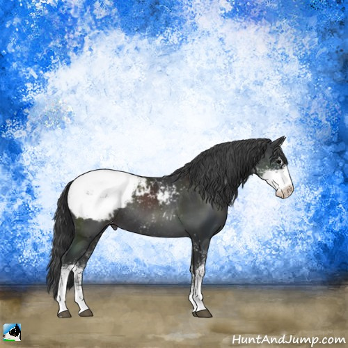 Horse Color:Black Sabino Appaloosa Rabicano 