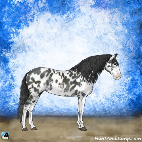 Horse Color:Black Sabino Appaloosa 