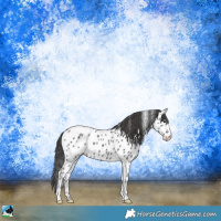 Horse Color:Black Sabino Appaloosa 