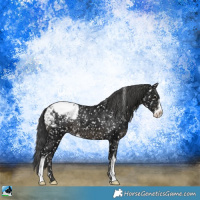 Horse Color:Black Ice Sabino Appaloosa 