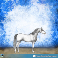 Horse Color:Blue Onyx Sabino Appaloosa Rabicano