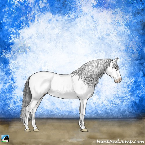 Horse Color:Black Sabino Appaloosa Rabicano 