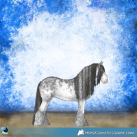 Horse Color:White Spotted Black Sabino Appaloosa 