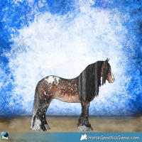Horse Color:Brown Sabino Appaloosa