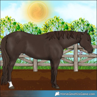 Horse Color:Liver Chestnut 
