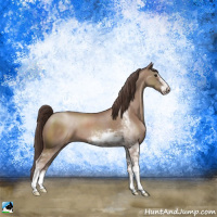 Horse Color:Classic Champagne Sabino 