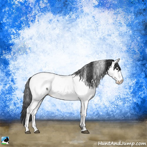 Horse Color:White Spotted Black Sabino Appaloosa Rabicano 