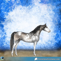 Horse Color:Blue Onyx Sabino Appaloosa 