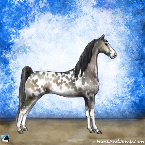 Horse Color:Blue Onyx Sabino Appaloosa 