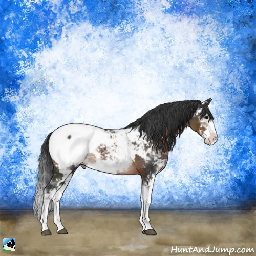 Horse Color:Brown Sabino Appaloosa Rabicano 