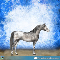 Horse Color:Blue Onyx Sabino Appaloosa Rabicano 