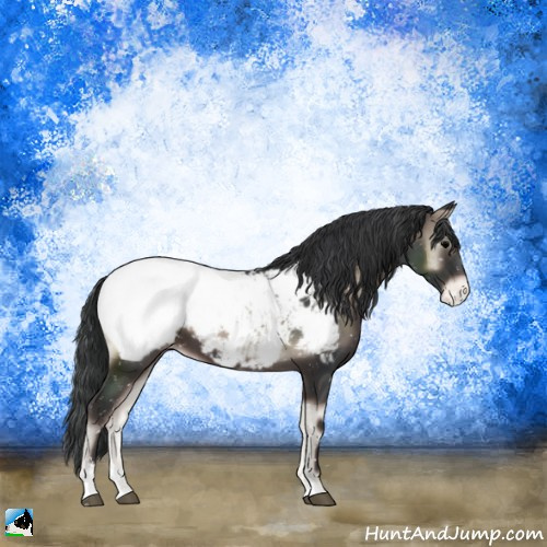 Horse Color:Blue Onyx Sabino Appaloosa 