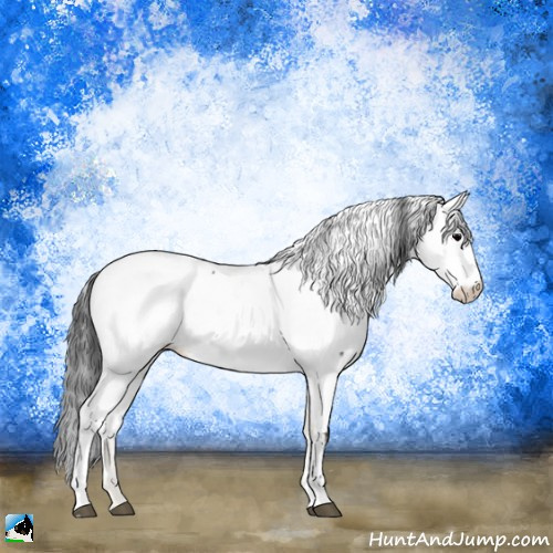 Horse Color:Blue Onyx Appaloosa 