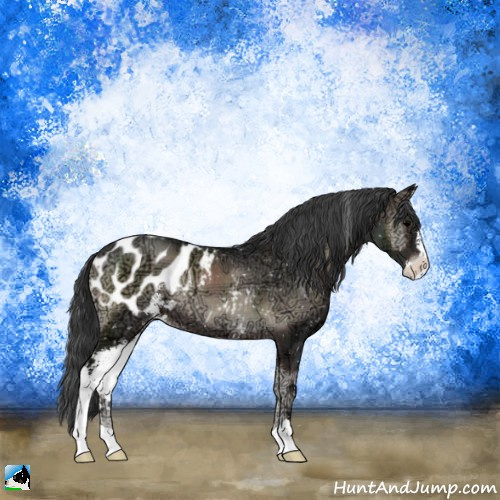 Horse Color:Blue Onyx Ice Sabino Appaloosa Rabicano 