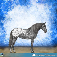 Horse Color:Black Mushroom Sabino Appaloosa 