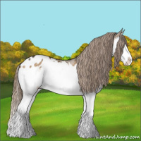 Horse Color:Buckskin Dun Splash Appaloosa Rabicano Brindle 