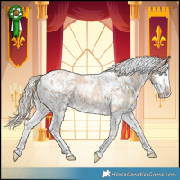 Horse Color:White Spotted Cremello Splash  and White Spotted Chocolate Palomino Dun Splash Appaloosa Rabicano 
