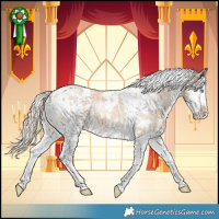 Horse Color:White Spotted Cremello Splash and White Spotted Chocolate Palomino Dun Splash Appaloosa Rabicano