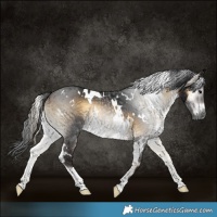 Horse Color:Gray White Spotted Brown Onyx 