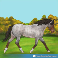 Horse Color:Liver Red Roan Varnish 