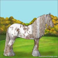 Horse Color:White Spotted Chocolate Palomino Roan Appaloosa Rabicano 