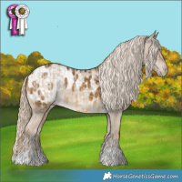 Horse Color:Chocolate Palomino Dun Appaloosa Brindle  and Chocolate Palomino Dun Appaloosa Brindle 