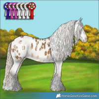 Horse Color:Chocolate Palomino Dun Varnish Brindle  and Chocolate Palomino Dun Blanket Brindle 