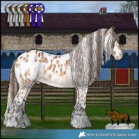 Horse Color:White Spotted Chocolate Palomino Dun Appaloosa and Bay Dun Appaloosa Brindle